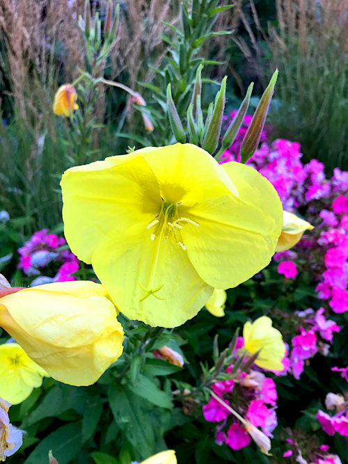 Floks og kæmpenatlys - insektvenlige blomster giver flere insekter i haven