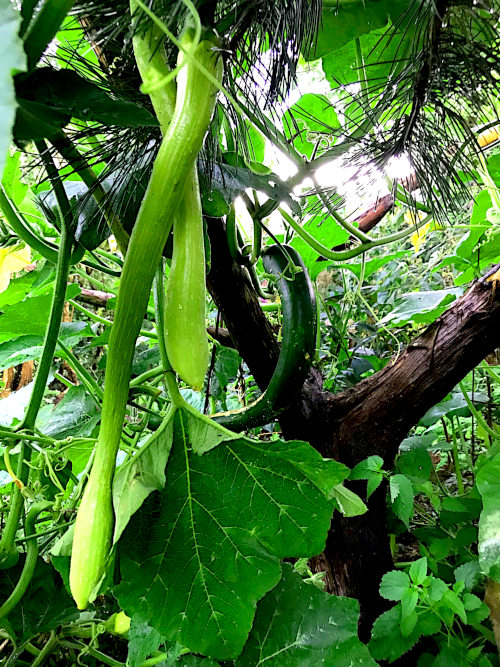 Tromboncino - en anderledes squash, der gerne klatrer og har meterlange frugter